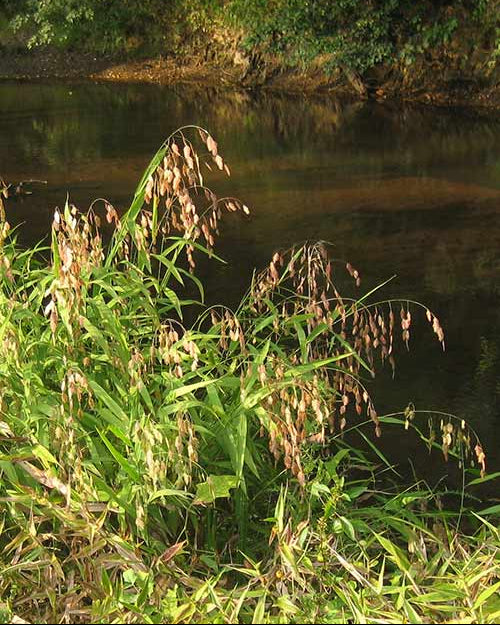 River Oats (Chasmanthium latifolium)
