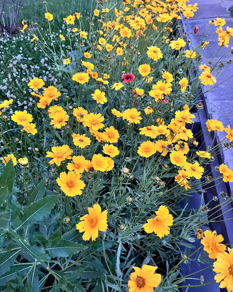 Lanceleaf Tickseed (Coreopsis lanceolata)