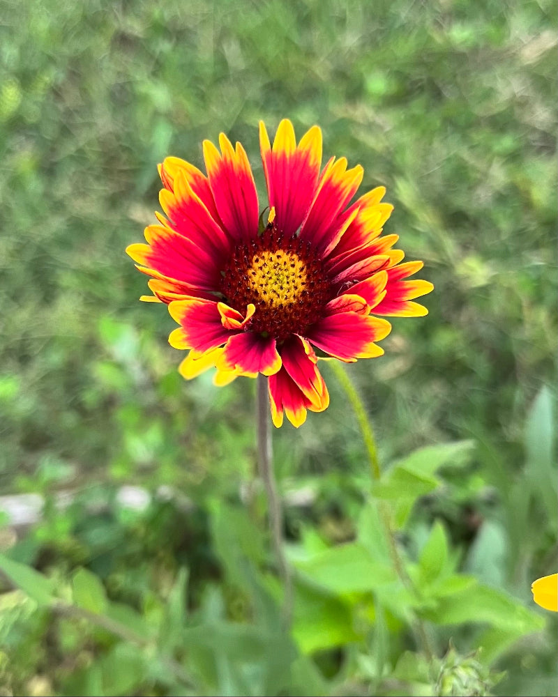Blanket Flower (Gaillardia aristata)