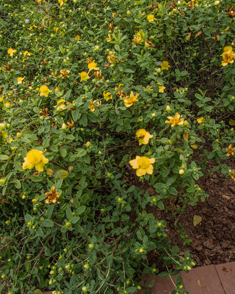 Shrubby St. John’s-wort (Hypericum prolificum)