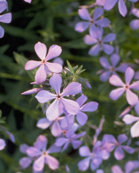 Woodland Phlox (Phlox divaricata)