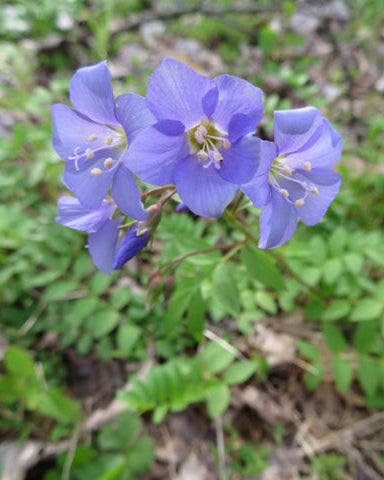 Jacob’s Ladder (Polemonium reptans)