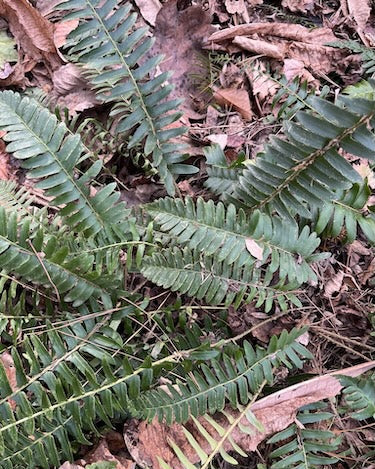 Christmas Fern (Polystichum acrostichoides)