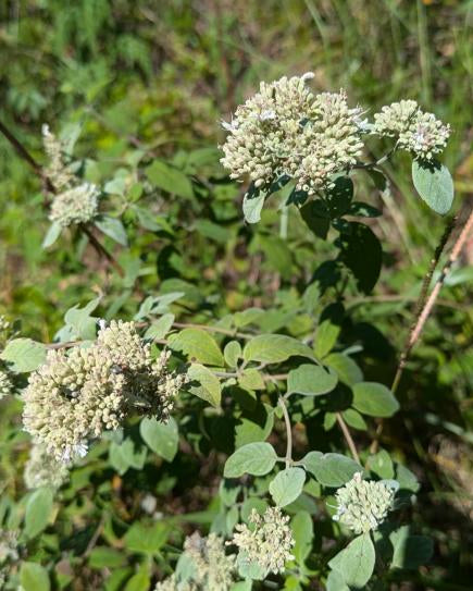 Stone Mountain Mint (Pycnanthemum curvipes)