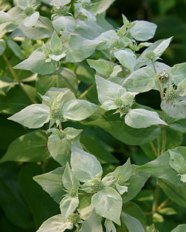 Clustered Mountain Mint (Pycnanthemum muticum)