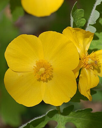 Celandine Poppy (Stylophorum diphyllum)