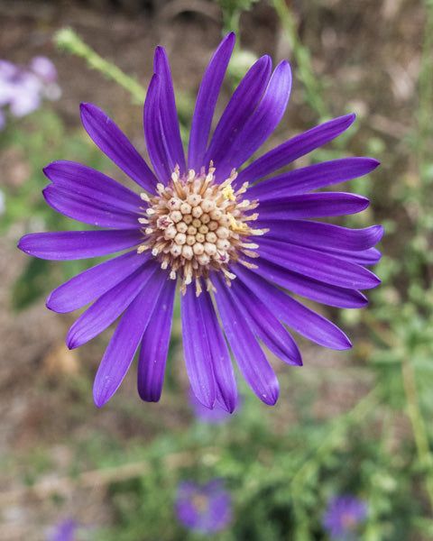 Georgia Aster (Symphyotrichum georgianum)