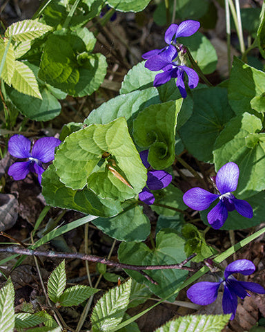 Common Blue Violet (Viola sororia)
