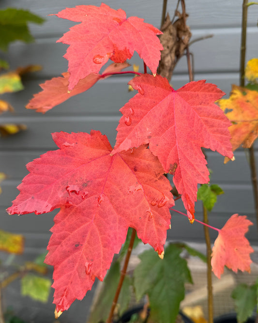 Red Maple (Acer rubrum)