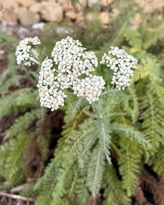 White Yarrow (Achillea millefolium)