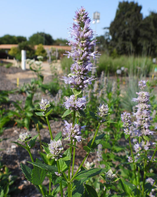 Anise Hyssop (Agastache foeniculum)