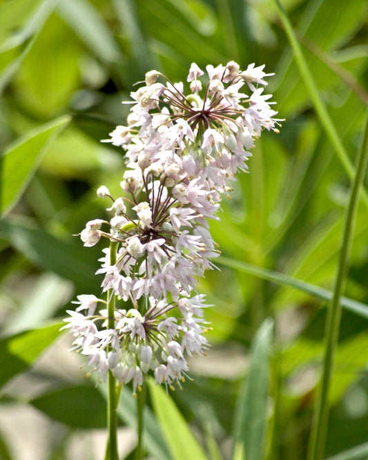 Nodding Onion (Allium cernuum)