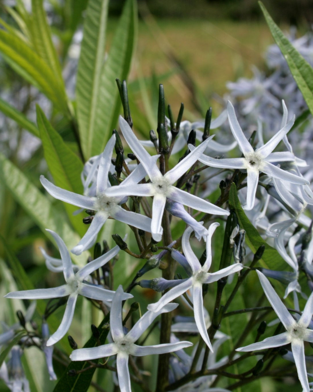 Eastern Bluestar (Amsonia tabernaemontana)