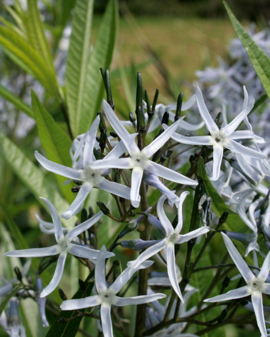 Eastern Bluestar (Amsonia tabernaemontana)
