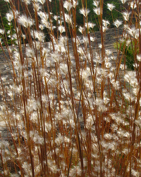 Splitbeard Bluestem (Andropogon ternarius)