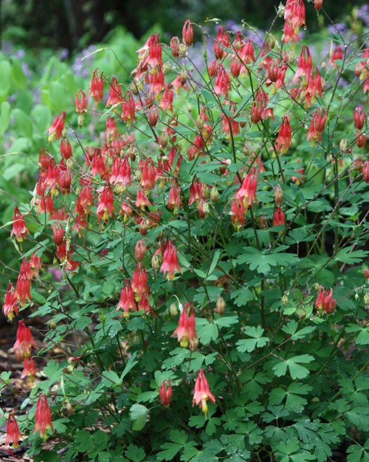 Red Columbine (Aquilegia canadensis)