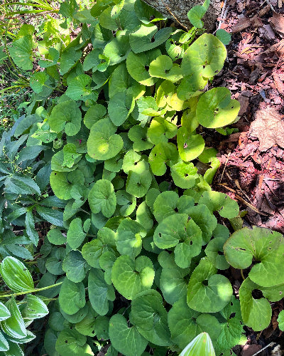 Wild Ginger (Asarum canadense)