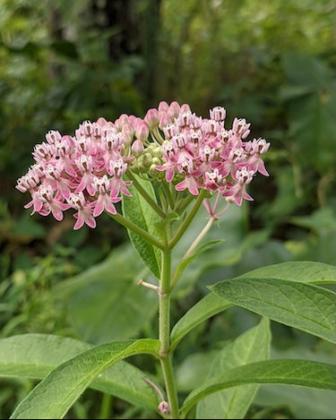 Swamp Milkweed (Asclepias Incarnata)
