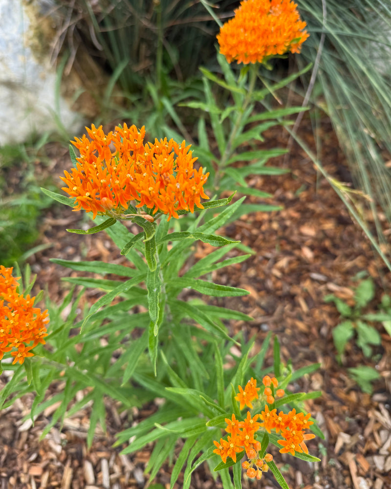 Butterfly Weed (Asclepias tuberosa)