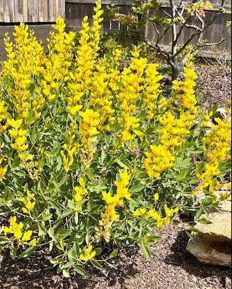 Yellow Wild Indigo (Baptisia tinctoria)