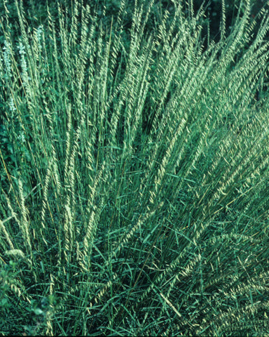 Sideoats Grama (Bouteloua curtipendula)