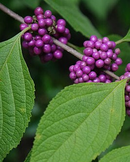 American Beautyberry (Callicarpa americana)