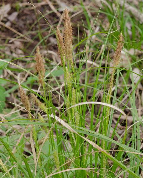Cherokee Sedge (Carex cherokeensis)