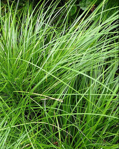 Pennsylvania Sedge (Carex pensylvanica)