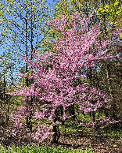 Eastern Redbud (Cercis canadensis)