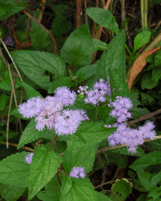 Blue Mistflower (Conoclinium coelestinum)