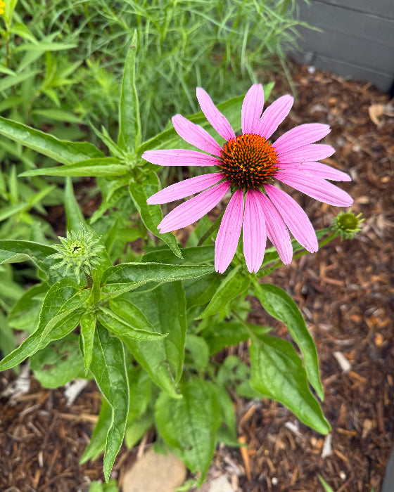 Purple Coneflower (Echinacea purpurea)