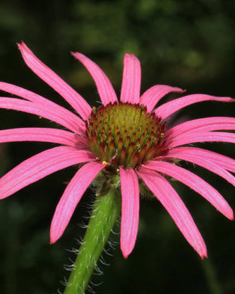 Tennessee Coneflower (Echinacea tennesseensis)