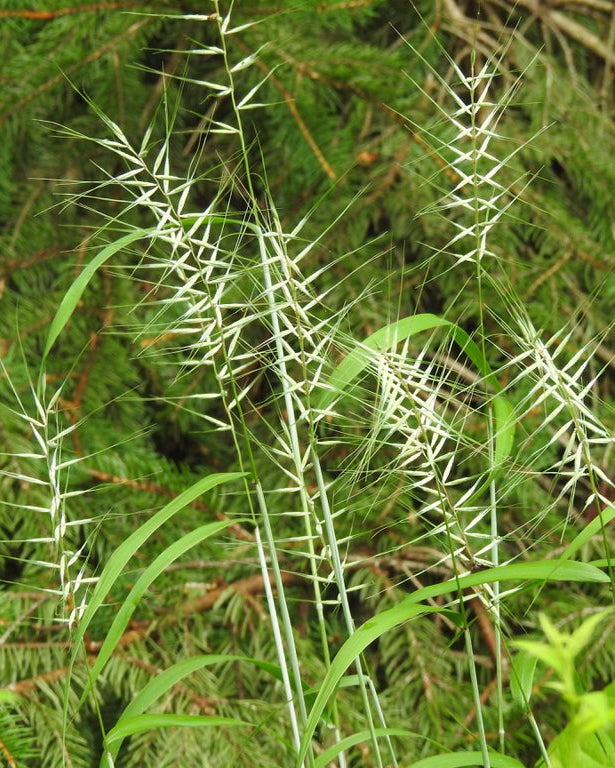Bottlebrush Grass (Elymus hystrix)