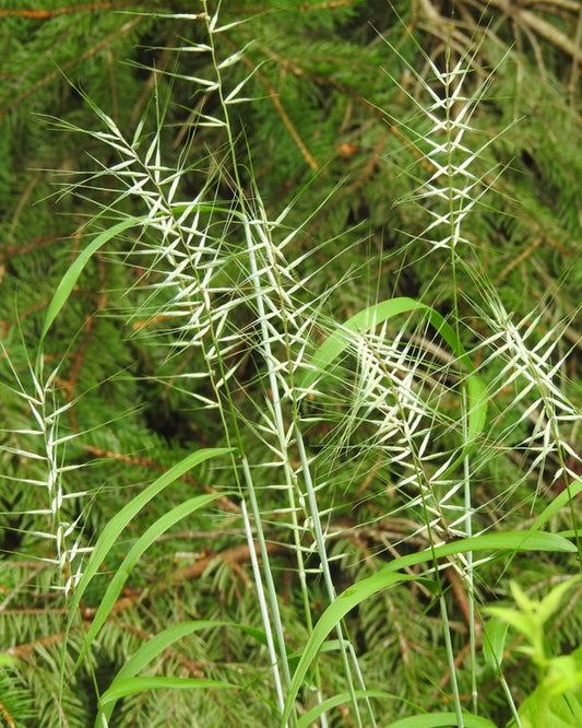 Bottlebrush Grass (Elymus hystrix)
