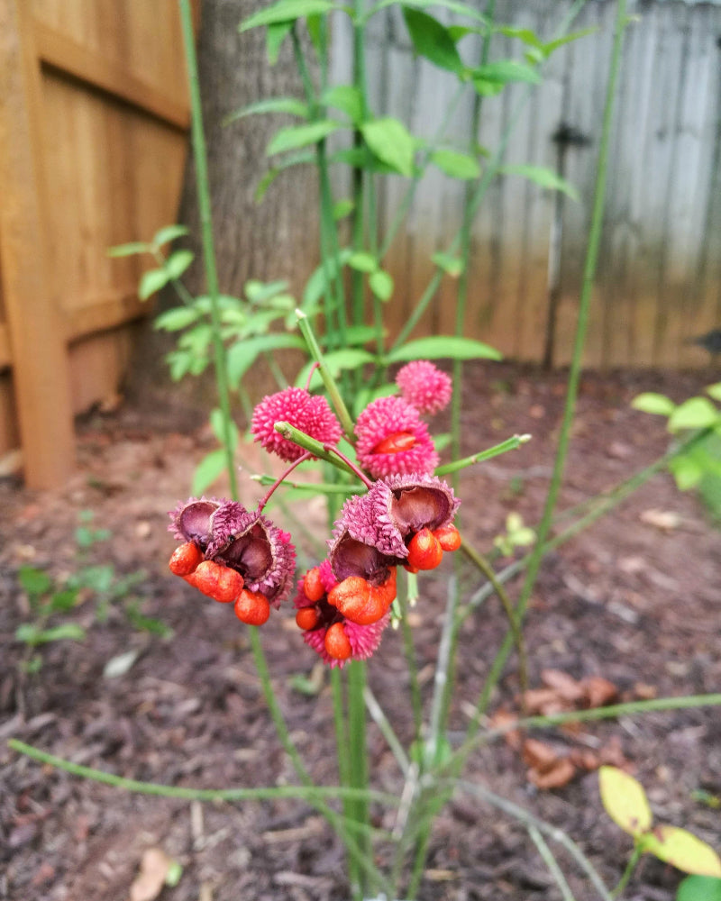 Hearts A Bustin' (Euonymus americanus)