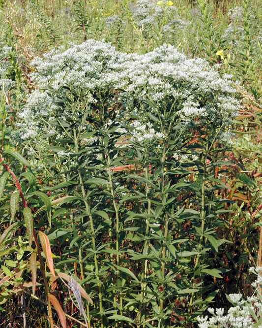 Tall Boneset (Eupatorium altissimum)