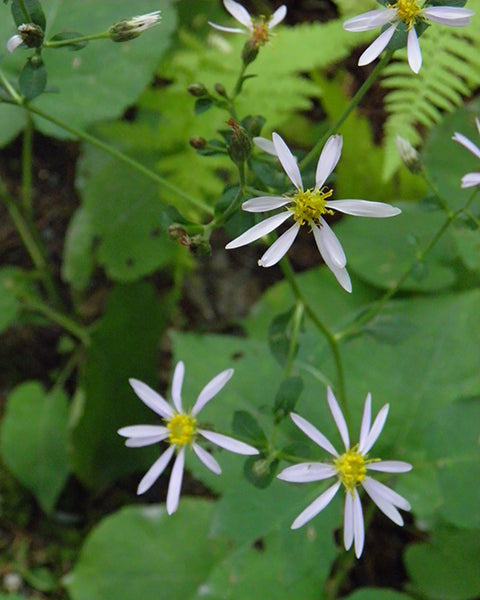 Big Leaf Aster (Eurybia macrophylla)