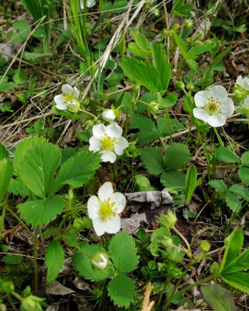 Wild Strawberry (Fragaria virginiana)