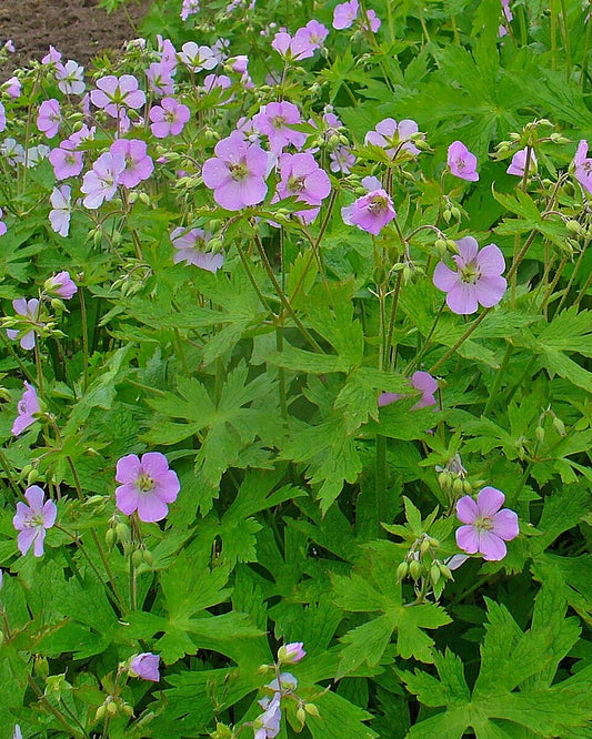 Wild Geranium (Geranium maculatum)