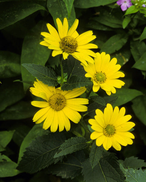 Oxeye Sunflower (Heliopsis helianthoides)