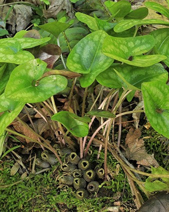 Little Brown Jug (Hexastylis arifolia)