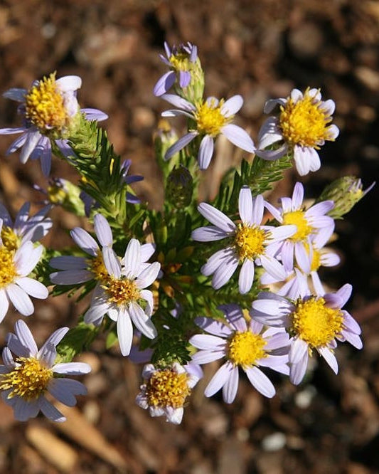 Stiff Aster (Ionactis linariifolia)