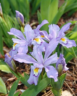 Dwarf Crested Iris (Iris cristata)