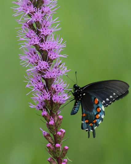 Dense Blazing Star (Liatris spicata)