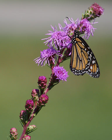 Meadow Blazing Star (Liatris ligulistylis)