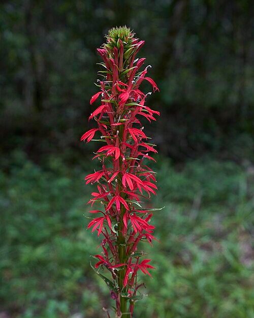 Cardinal Flower (Lobelia cardinalis)