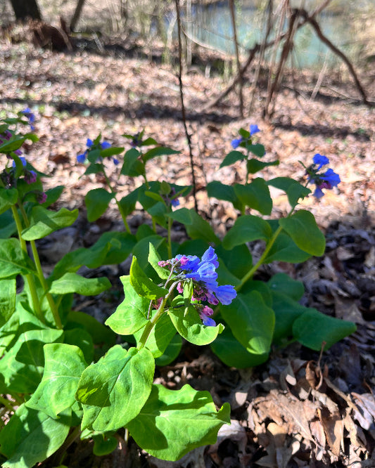 Virginia Bluebells (Mertensia virginica)