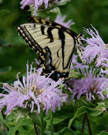 Wild Bergamot (Monarda fistulosa)