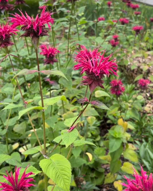 Bee Balm (Monarda spp.)