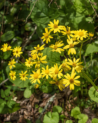 Golden Ragwort (Packera aurea)